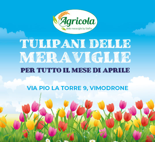 i tulipani delle meraviglie-Vimodrone