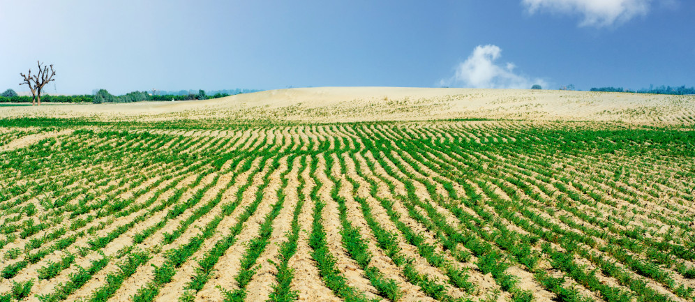 l'agricultura e la siccità del momento