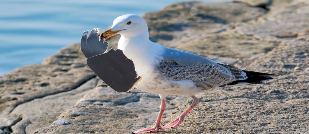 Rifiuti in spiaggia, il nuovo report del 2025