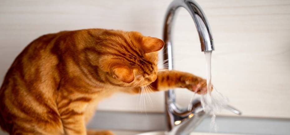 acqua del lavandino 